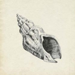 Seashell Pencil Sketch II | Obraz na stenu