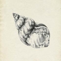 Seashell Pencil Sketch III | Obraz na stenu