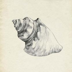 Seashell Pencil Sketch IV | Obraz na stenu