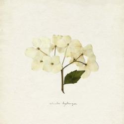 Cornales Hydrangea II | Obraz na stenu