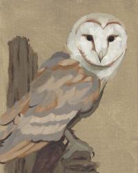 Common Barn Owl Portrait I | Obraz na stenu