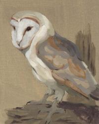 Common Barn Owl Portrait II | Obraz na stenu