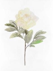 White Blossom V | Obraz na stenu