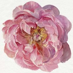 Blossomed Peony II | Obraz na stenu