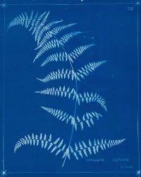 Cyanotype Ferns I | Obraz na stenu