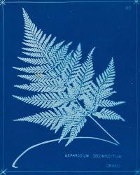 Cyanotype Ferns II | Obraz na stenu