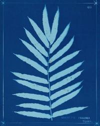 Cyanotype Ferns III | Obraz na stenu