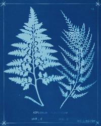 Cyanotype Ferns V | Obraz na stenu