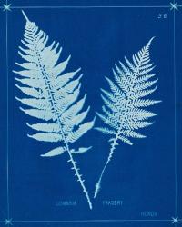 Cyanotype Ferns VI | Obraz na stenu