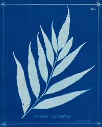 Cyanotype Ferns VII | Obraz na stenu