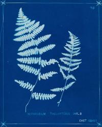 Cyanotype Ferns VIII | Obraz na stenu