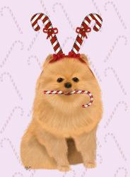 Pomeranian and Candy Canes | Obraz na stenu