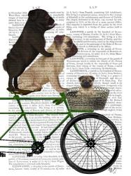 Pugs on Bicycle | Obraz na stenu