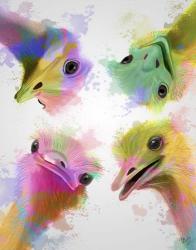 Rainbow Splash Four Ostriches | Obraz na stenu