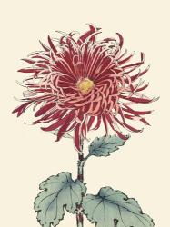 Chrysanthemum Woodblock I | Obraz na stenu