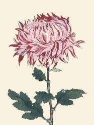 Chrysanthemum Woodblock IV | Obraz na stenu