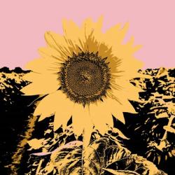 Pop Art Sunflower III | Obraz na stenu