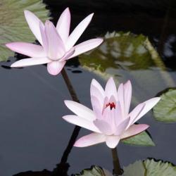 Water Lily Flowers III | Obraz na stenu