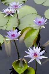 Water Lily Flowers VII | Obraz na stenu