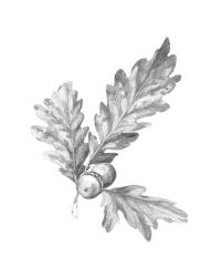 Oak Leaf Pencil Sketch I | Obraz na stenu