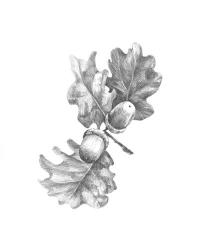 Oak Leaf Pencil Sketch II | Obraz na stenu