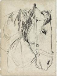 Horse in Bridle Sketch I | Obraz na stenu