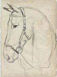 Horse in Bridle Sketch II | Obraz na stenu