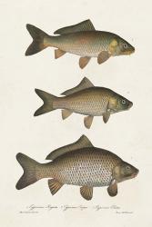 Species of Antique Fish I | Obraz na stenu