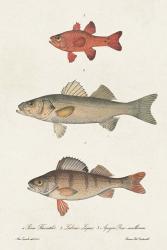 Species of Antique Fish II | Obraz na stenu