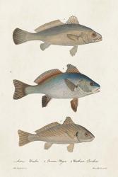 Species of Antique Fish III | Obraz na stenu