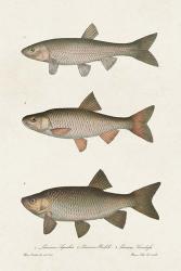 Species of Antique Fish IV | Obraz na stenu