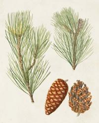 Antique Pine Cones I | Obraz na stenu