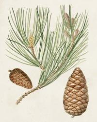 Antique Pine Cones III | Obraz na stenu