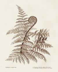 Sepia Fern Varieties I | Obraz na stenu