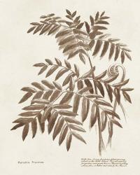 Sepia Fern Varieties II | Obraz na stenu