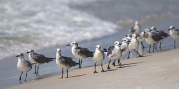 What's Up Gulls | Obraz na stenu