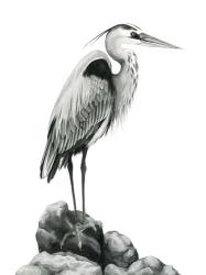 Shoreline Heron in B&W I | Obraz na stenu