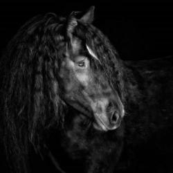 Equine Portrait IX | Obraz na stenu