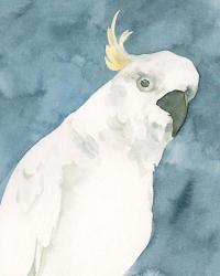 Cockatoo Portrait I | Obraz na stenu