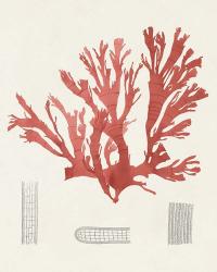 Vintage Coral Study IV | Obraz na stenu