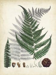 Collected Ferns II | Obraz na stenu