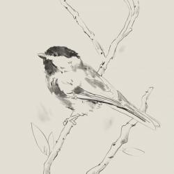 Black Capped Chickadee II | Obraz na stenu