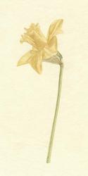 Vintage Daffodil I | Obraz na stenu