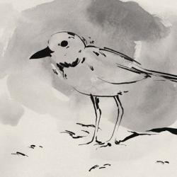 Inky Plover IV | Obraz na stenu