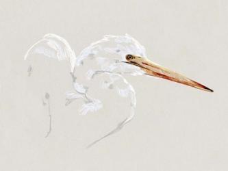 Bright Egret Sketch I | Obraz na stenu