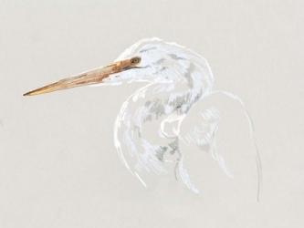 Bright Egret Sketch II | Obraz na stenu