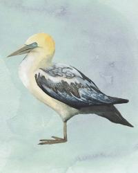 Watercolor Beach Bird III | Obraz na stenu