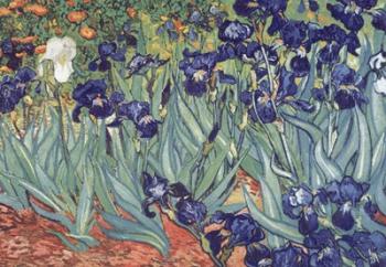 Irises, Saint-Remy, c.1889 | Obraz na stenu