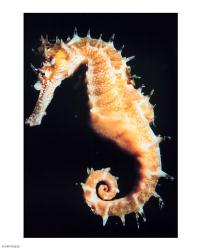 Seahorse In Color | Obraz na stenu