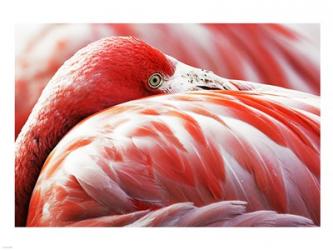 Flamingo Resting | Obraz na stenu